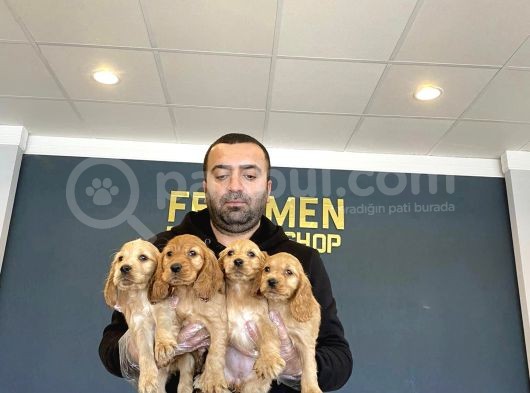 Hi̇poalerjeni̇k Irk American Cocker Yavrulari Fenomen Pets Ank