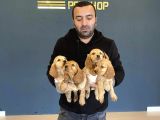 Hi̇poalerjeni̇k Irk American Cocker Yavrulari Fenomen Pets Ank
