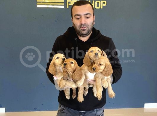 Hi̇poalerjeni̇k Irk American Cocker Yavrulari Fenomen Pets Ank görsel