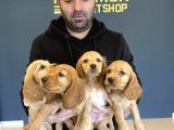 Hi̇poalerjeni̇k Irk American Cocker Yavrulari Fenomen Pets Ank