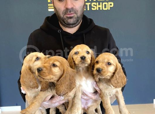 Hi̇poalerjeni̇k Irk American Cocker Yavrulari Fenomen Pets Ank görsel