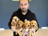 Hi̇poalerjeni̇k Irk American Cocker Yavrulari Fenomen Pets Ank
