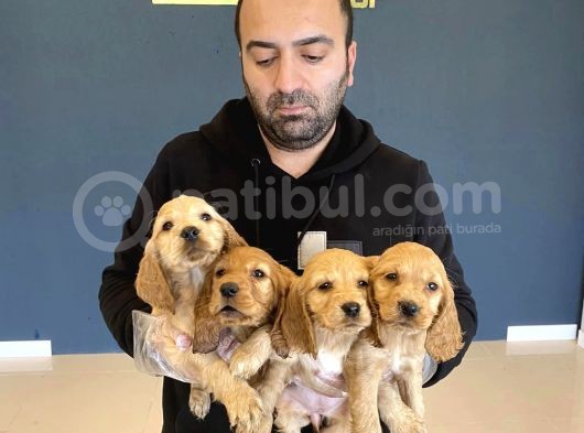 Hi̇poalerjeni̇k Irk American Cocker Yavrulari Fenomen Pets Ank görsel
