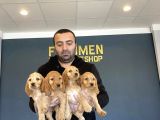 Hi̇poalerjeni̇k Irk American Cocker Yavrulari Fenomen Pets Ank