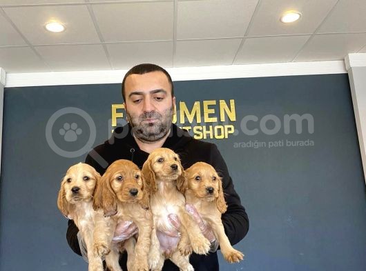 Hi̇poalerjeni̇k Irk American Cocker Yavrulari Fenomen Pets Ank görsel