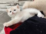 BLUE GOLDEN BRİTİSH SAF KAN şecereli anne-Baba bebekleri