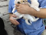 Blue Golden Bri̇ti̇sh Saf Kan Şecereli Anne-Baba Bebekleri