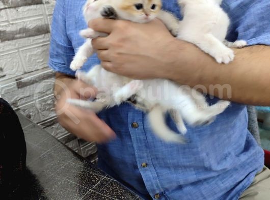Blue Golden Bri̇ti̇sh Saf Kan Şecereli Anne-Baba Bebekleri görsel