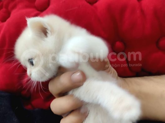 Blue Golden Bri̇ti̇sh Saf Kan Şecereli Anne-Baba Bebekleri görsel