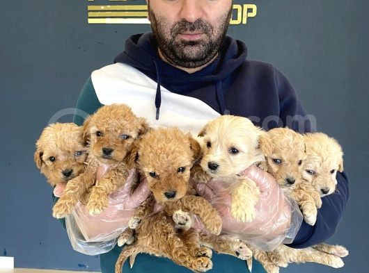 Show Kali̇te Gerçek Malti̇poo Yavrulari Fenomen Pets Ankara