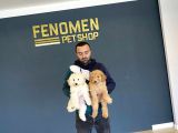 Show Kali̇te Gerçek Malti̇poo Yavrulari Fenomen Pets Ankara