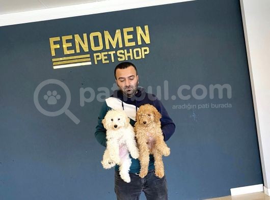 Show Kali̇te Gerçek Malti̇poo Yavrulari Fenomen Pets Ankara görsel