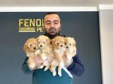 Show Kali̇te Gerçek Malti̇poo Yavrulari Fenomen Pets Ankara
