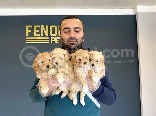 Show Kali̇te Gerçek Malti̇poo Yavrulari Fenomen Pets Ankara görsel