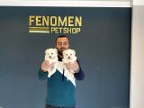 Show Kali̇te Gerçek Malti̇poo Yavrulari Fenomen Pets Ankara