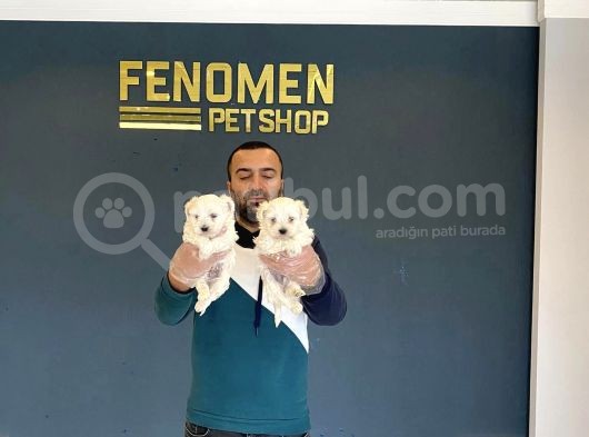 Show Kali̇te Gerçek Malti̇poo Yavrulari Fenomen Pets Ankara görsel