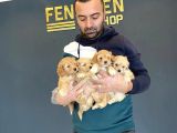 Show Kali̇te Gerçek Malti̇poo Yavrulari Fenomen Pets Ankara