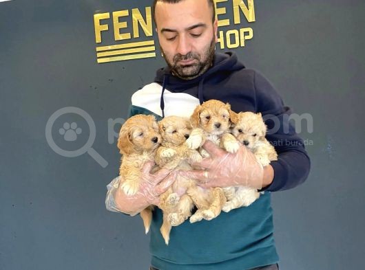 Show Kali̇te Gerçek Malti̇poo Yavrulari Fenomen Pets Ankara görsel