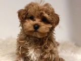 TOOY POODLE YAVRUMUZ 0 TEACUP 