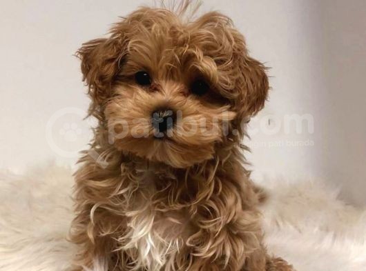TOOY POODLE YAVRUMUZ 0 TEACUP 