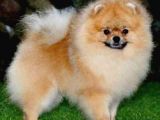 POMERRİAN BOO AYI SURATLI 