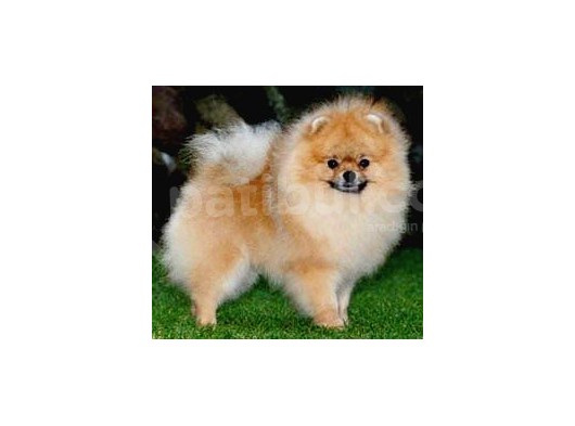 Pomerri̇an Boo Ayi Suratli 