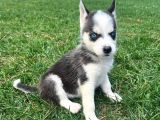 A kalite husky mavi gözlü Sibirya kurdu