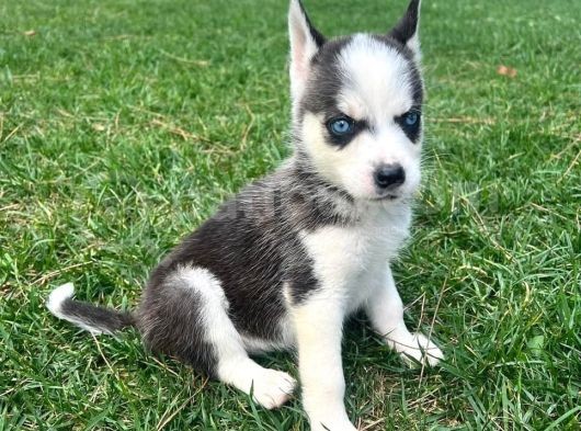 A kalite husky mavi gözlü Sibirya kurdu