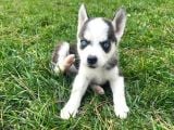 A Kalite Husky Mavi Gözlü Sibirya Kurdu