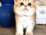 A Kalite Bri̇ti̇sh Shorthai̇r Golden  Yavrular