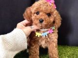 Show güzelliklerde  toy poodle yavrular 