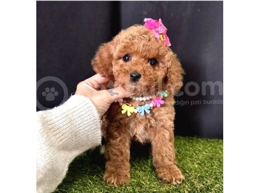 Show Güzelliklerde  Toy Poodle Yavrular 