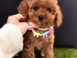 Show Güzelliklerde  Toy Poodle Yavrular 