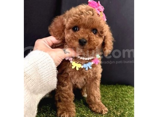Show Güzelliklerde  Toy Poodle Yavrular  görsel