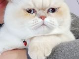 Oğlumuza Acil Eş Arıyoruz