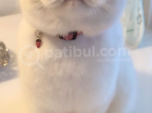 Oğlumuza Acil Eş Arıyoruz görsel