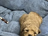 3 Aylık Erkek Toy Poodle