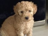 3 Aylık Erkek Toy Poodle