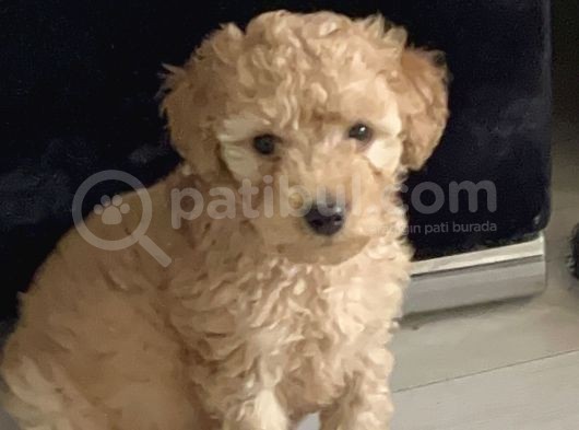 3 Aylık Erkek Toy Poodle