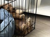 3 Aylık Erkek Toy Poodle