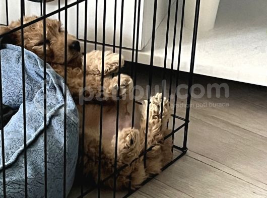 3 Aylık Erkek Toy Poodle görsel