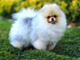 Erkek Show Kalite Pomeranian Yavru