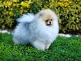 Erkek Show Kalite Pomeranian Yavru