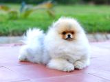 Erkek Show Kalite Pomeranian Yavru