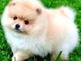 POMERRİAN BOO AYI SURATLI 