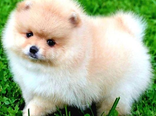 Pomerri̇an Boo Ayi Suratli 