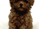 TOOY POODLE YAVRUMUZ 0 TEACUP 