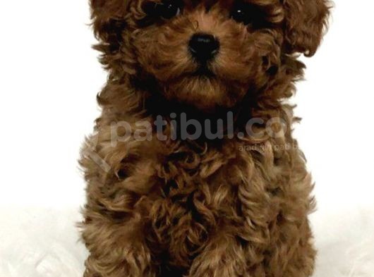 Tooy Poodle Yavrumuz 0 Teacup 