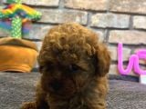 Mini Toy Poodle Erkek Yavru