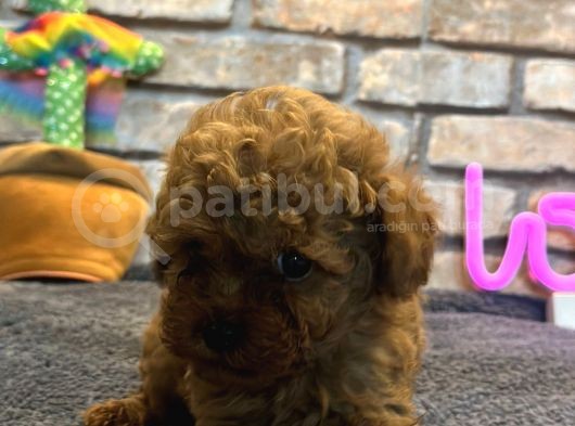 Mini Toy Poodle Erkek Yavru görsel